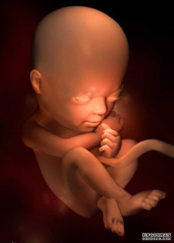 济南供卵哪家医院好_胎儿发育过程图 孕1-40周胎儿发育详细过程图