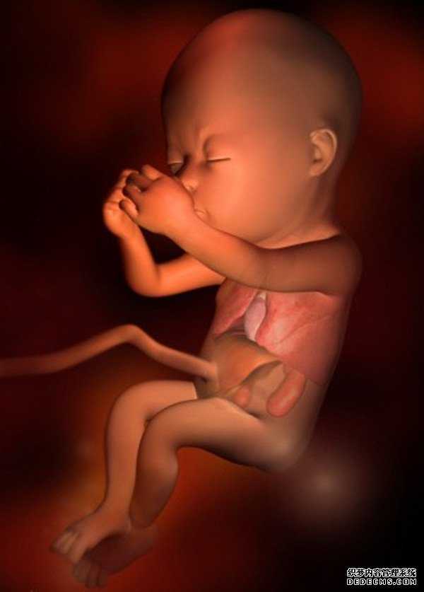济南供卵哪家医院好_胎儿发育过程图 孕1-40周胎儿发育详细过程图